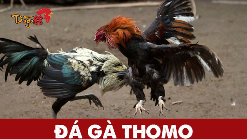 da-ga-thomo-cua-dao-4